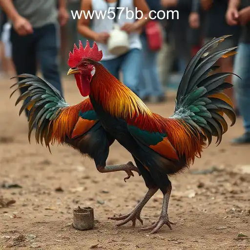 Cockfighting